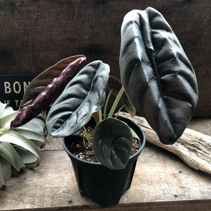 Amazon｜アロカシア クプレア レッドシークレット 大苗 観葉植物